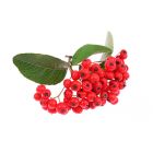 Spirituosen-Aroma Vogelbeere